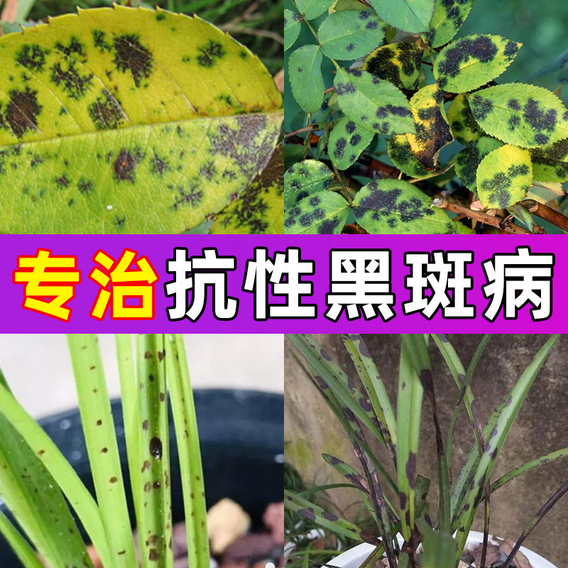 施奇碧来月季黑斑病专用药兰花多肉常用药白粉病锈病多菌灵杀菌剂属于什么档次？