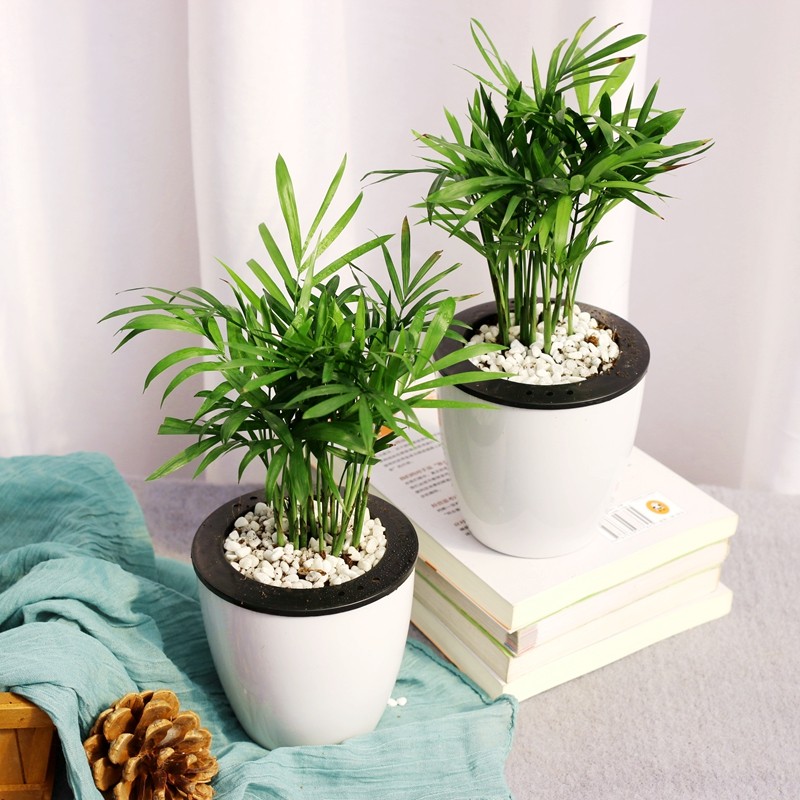 袖珍椰子盆栽好养的室内客厅植物四季常青绿植净化空气花卉可水养
