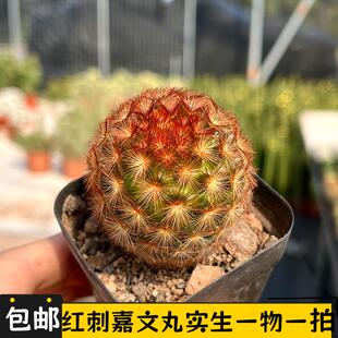 红刺嘉文丸实生仙人球一物一拍乳突球属开花仙人掌多肉植物小盆栽