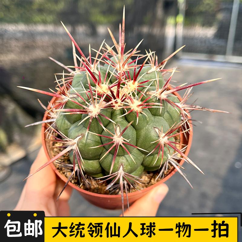 大统领仙人球实生一物一拍