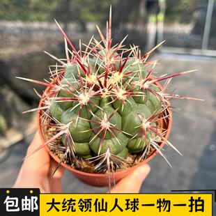 大统领仙人球实生一物一拍狂刺强刺瘤玉属仙人掌开花小盆栽