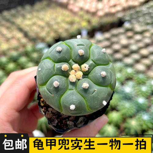 龟甲兜仙人球一物一拍实生