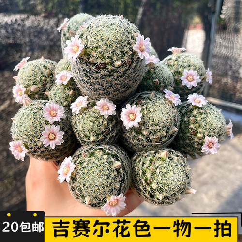 吉赛尔大群仙人球实生一物一拍