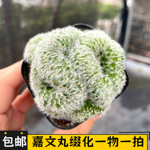 嘉文丸缀化仙人球一物一拍乳突属群开花仙人掌阳台小盆栽绿植软毛