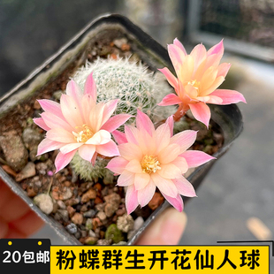 粉蝶群生仙人球自根仙人掌宝山属可开花好养阳台窗台小盆栽花卉