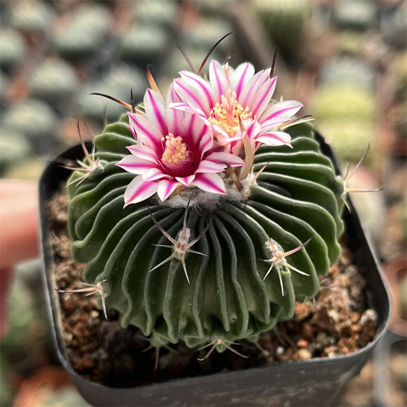 多棱玉实生开花仙人球千波万波仙人掌多肉植物阳台小绿植桌面盆栽
