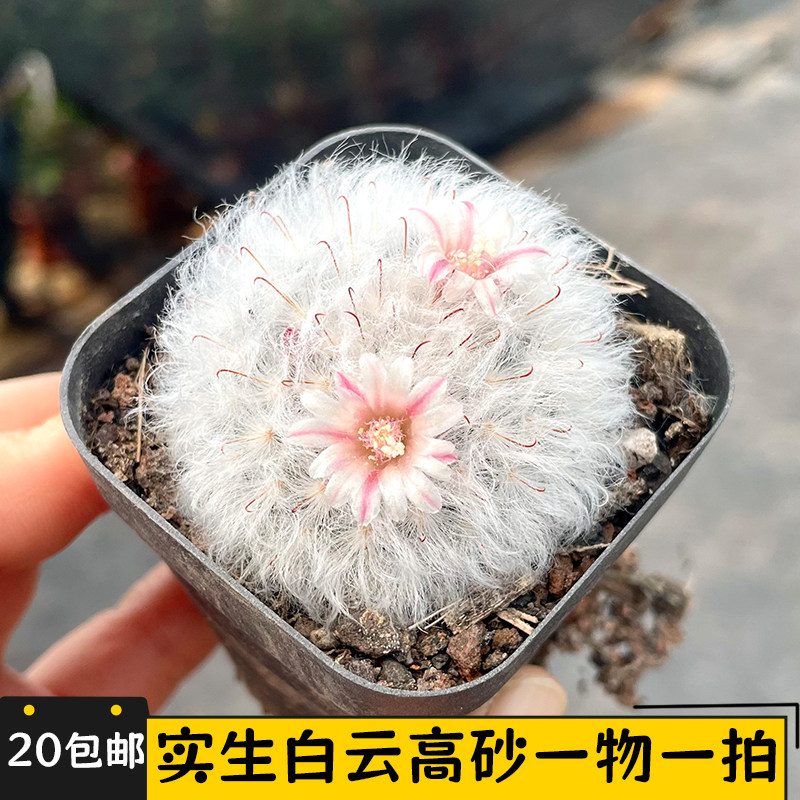 白云高砂仙人球实生一物一拍乳突球属群生多头白毛仙人掌小盆栽