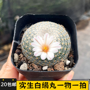实生白绢丸一物一拍仙人球开花软刺不扎手仙人掌阳台小盆栽绿植