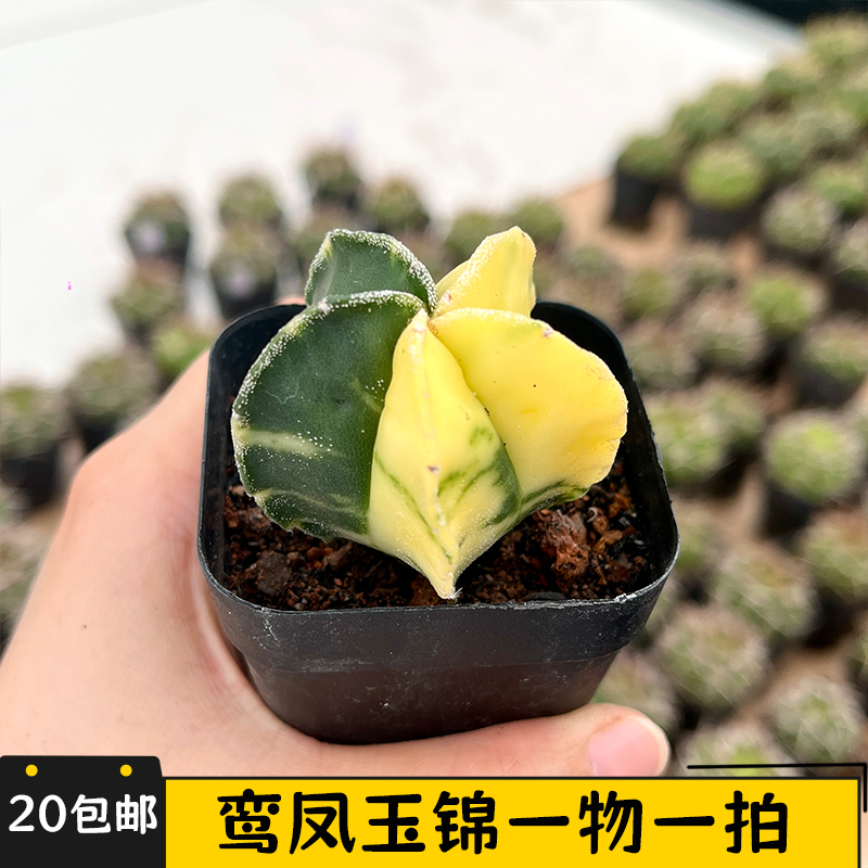 五角鸾凤玉锦实生一物一拍