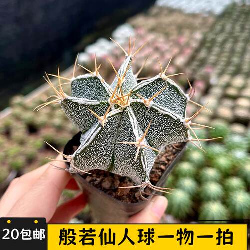 般若仙人球实生一物一拍
