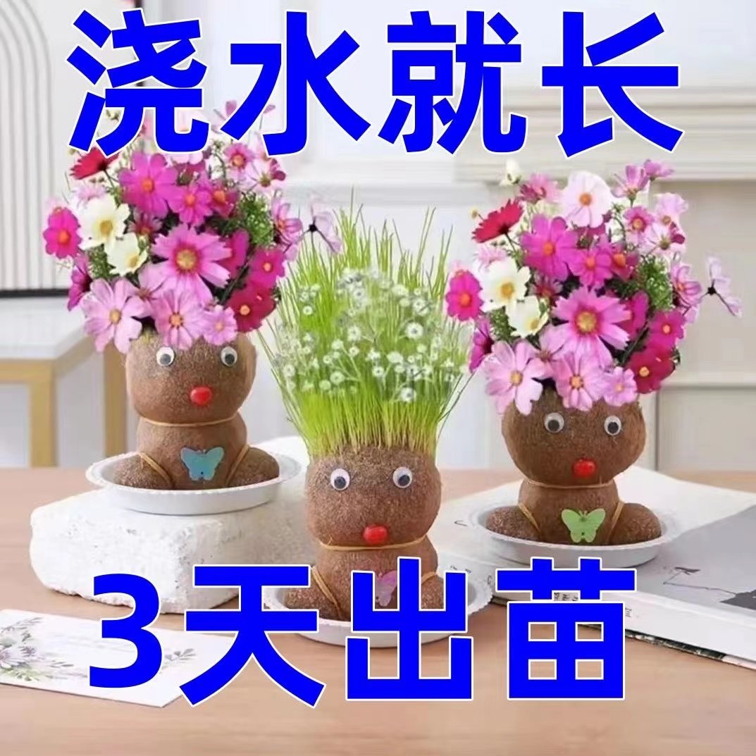 头上长草开花娃娃草头花头儿童种植小盆栽种草绿植观察植物幼儿园