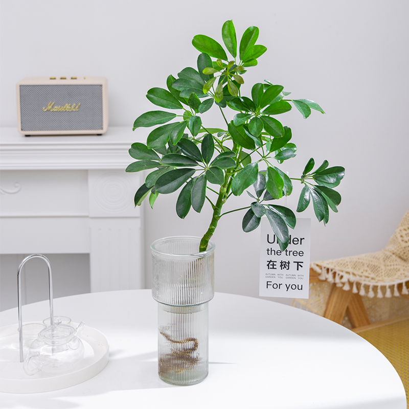 鸭脚木水培植物盆栽室内客