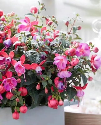 倒挂金钟盆栽重瓣花苗灯笼花盆栽室内绿植阳台宝莲灯灯笼花卉不断