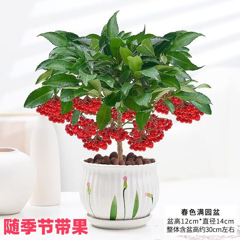 富贵籽好养盆栽富贵黄金万两招财花卉金玉满堂耐寒客厅春节年宵花