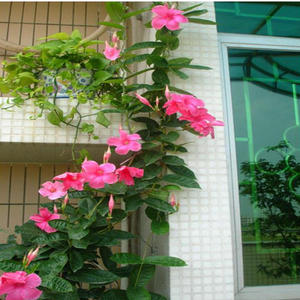 万里藤飘香藤开花盆栽双喜藤四季花卉法国香水茉莉花攀爬类植物