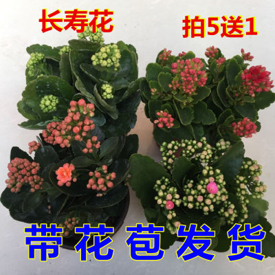 长寿花盆栽重瓣植物室内四季