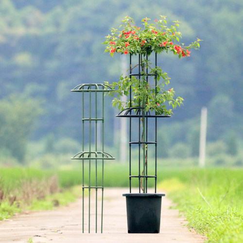 中型植物月季花支架园艺花架单双圈伞形多圈爬藤架铁线莲攀爬架