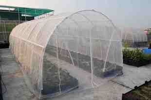每米价 40目2米宽 有机蔬菜之物理防虫 农用防虫网