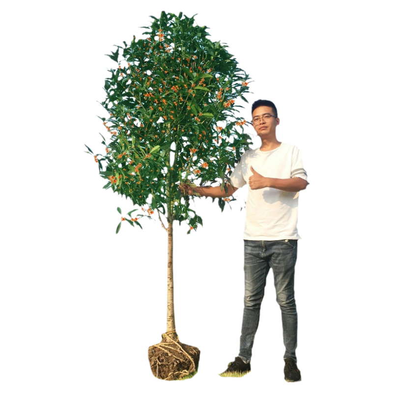地栽大型四季桂花树苗庭院浓香花卉常青植物盆景金桂丹桂室内盆栽