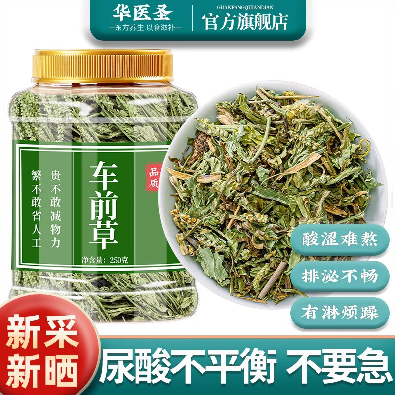 车前草车钱草不再酸涩炎不再来