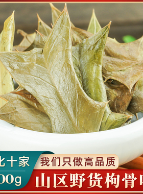 枸骨叶中药材500g克功劳叶狗骨刺狗骨叶猫儿刺八角刺八叶刺老鼠刺