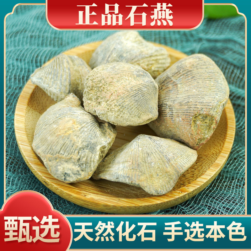 天然化石 手选本色 状如蚬蛤 坚重如石
