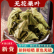 无花果叶中药材500g克新鲜无花果干叶子煮水无硫新货干无花果树叶