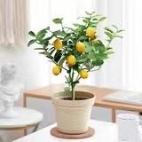 正宗广东香水柠檬苗可食用盆栽四季开花结果室内绿植盆栽驱蚊植物,鲜花速递/花卉仿真/绿植园艺,果树,淘宝优惠券,粉丝福利购,淘宝优惠卷