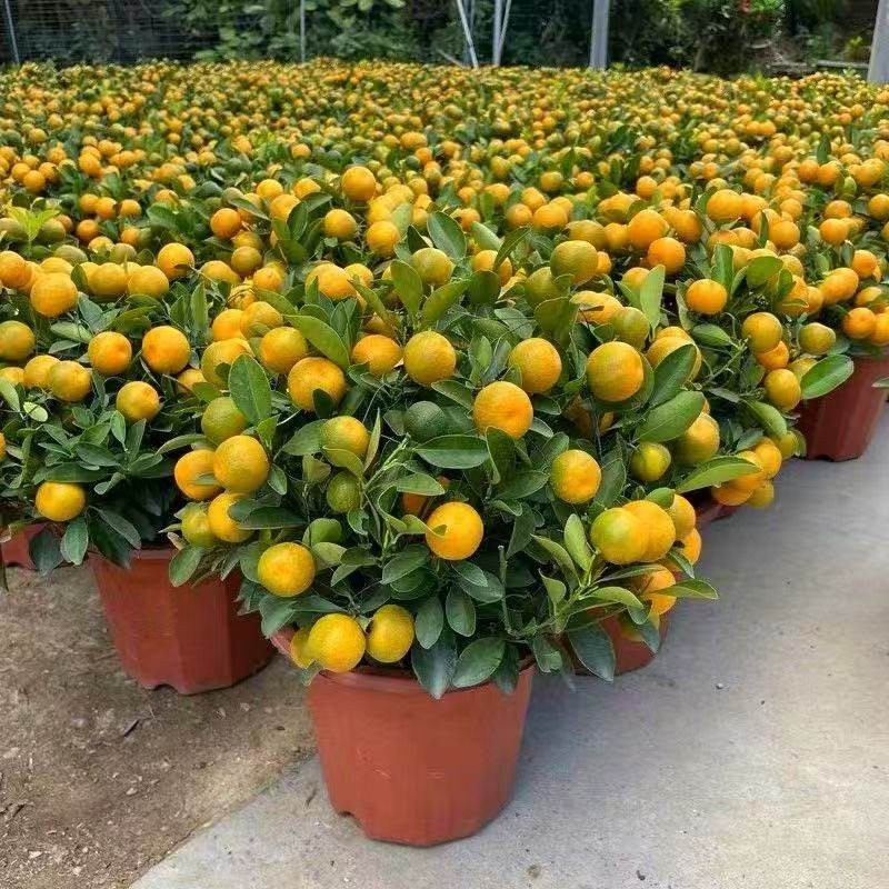 金桔树盆栽带果四季橘子桔子可食用植物客厅室内大型绿植年宵花,鲜花速递/花卉仿真/绿植园艺,果树,淘宝优惠券,粉丝福利购,淘宝优惠卷