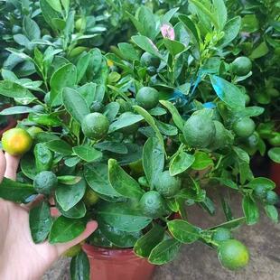 金桔树盆栽带果四季橘子桔子可食用植物客厅室内大型绿植年宵花