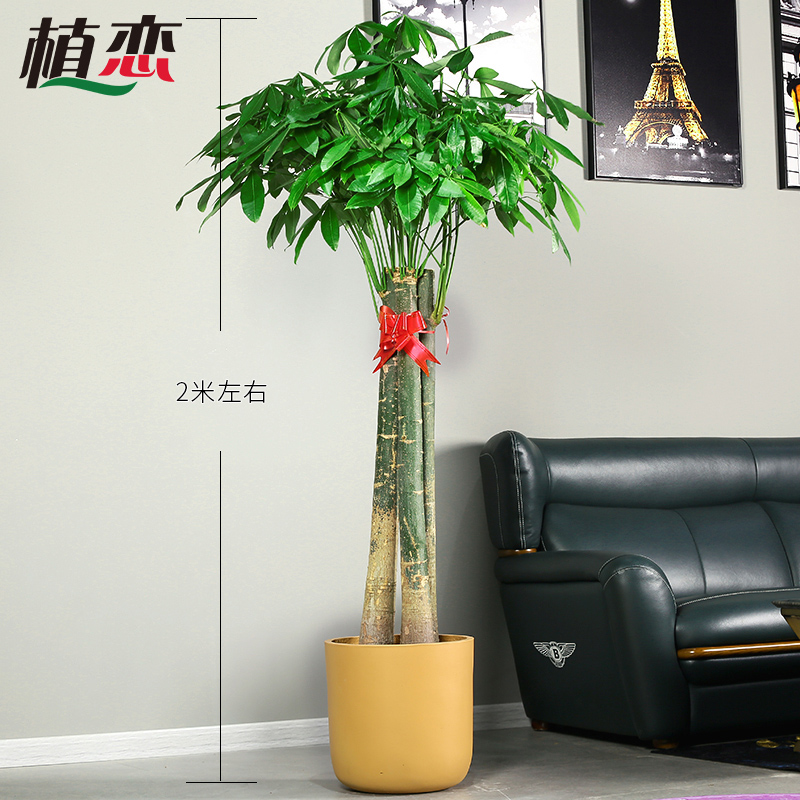 三杆发财树 大型盆栽植物花卉绿植发财树客厅大植物 常州同城配送