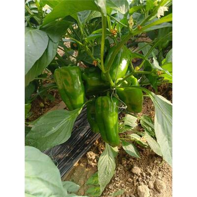 高产圆椒菜苗辣秧青太空方