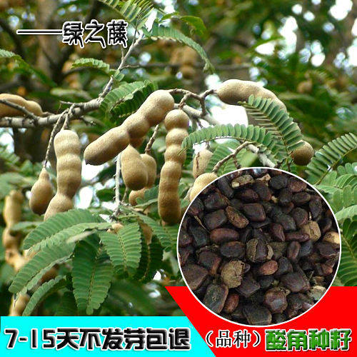 酸角种子 去壳酸角 当年新采 药材种子 保障发芽率 优惠 促销种子