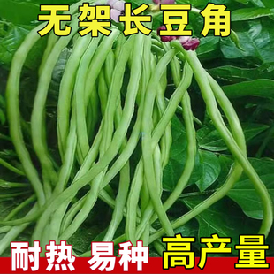 摘不败无架长豆角种子不用搭架子的长豆角蔬菜种籽四季播种高产