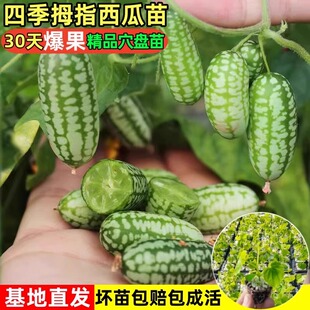 拇指小西瓜苗秧种子籽种迷你西瓜阳台四季秧苗水果黄瓜种籽孑母指