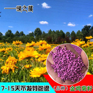 包衣大花金鸡菊种子四季种野菊花种子花海绿化多年生宿根花草种子
