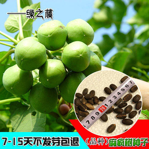 麻疯树种子 膏桐臭 油桐种子 芙蓉树麻风树 柴油树小桐子种子包邮