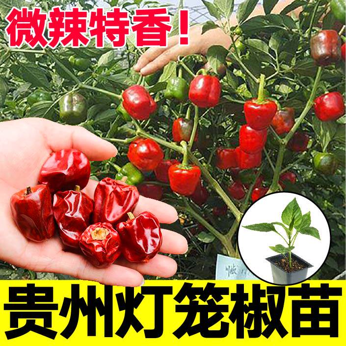 微辣特香贵州灯笼椒苗秧红灯笼椒种子魔鬼朝天美人椒种子四季盆栽