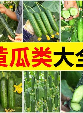 各种黄瓜种子绿皮绿瓢甜脆嫩绿黄瓜节节有瓜绿刺黄瓜蔬菜种