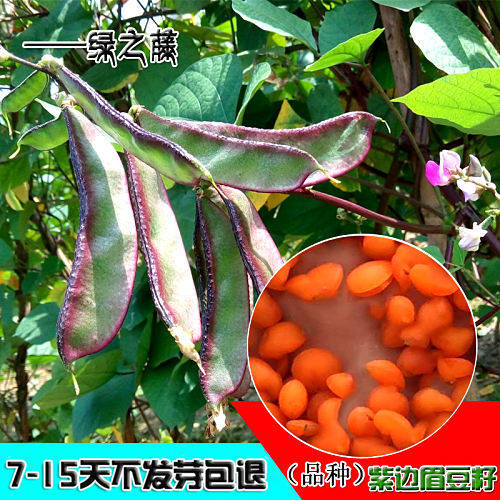 紫边眉豆种子梅豆苗茶豆角早边红扁豆种子原厂包装豆角苗荷兰豆苗 - 实物图