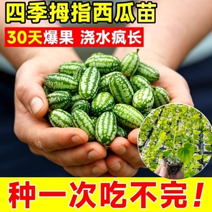 拇指西瓜苗佩普基诺迷你小水果蔬菜种子秧苗阳台四季盆栽瓜果