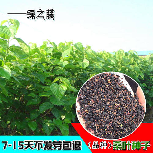 新采 桑树种子 蚕吃的桑叶 养蚕专用桑 果桑种子 桑葚桑枣种子