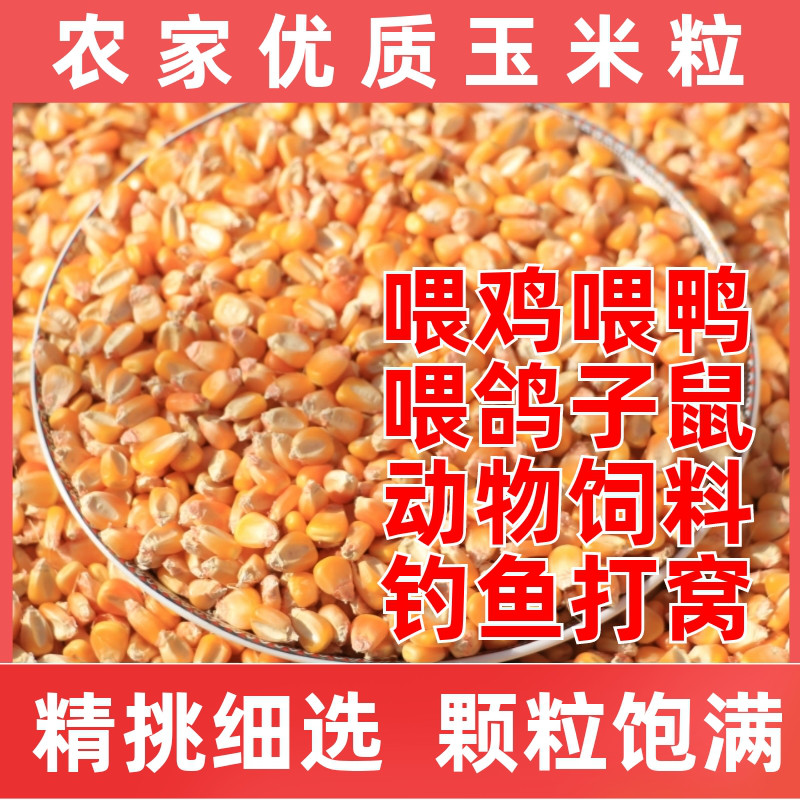 玉米粒苞米钓鱼打窝饲料喂鸡鸽粮