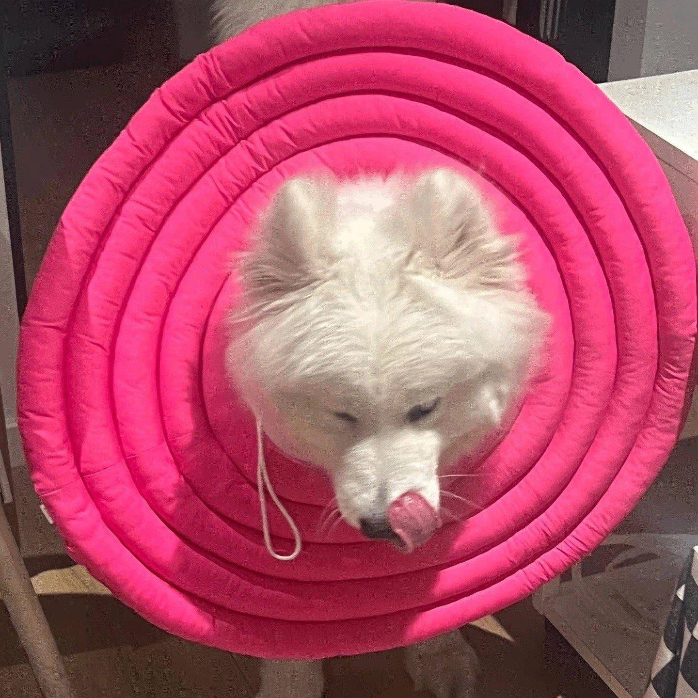 大型犬狗狗专用伊丽莎白圈大号防舔防咬绝育超大脖圈头套边牧金毛