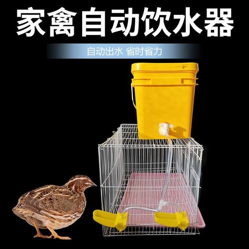 鸽子自动饮水碗水满自动停