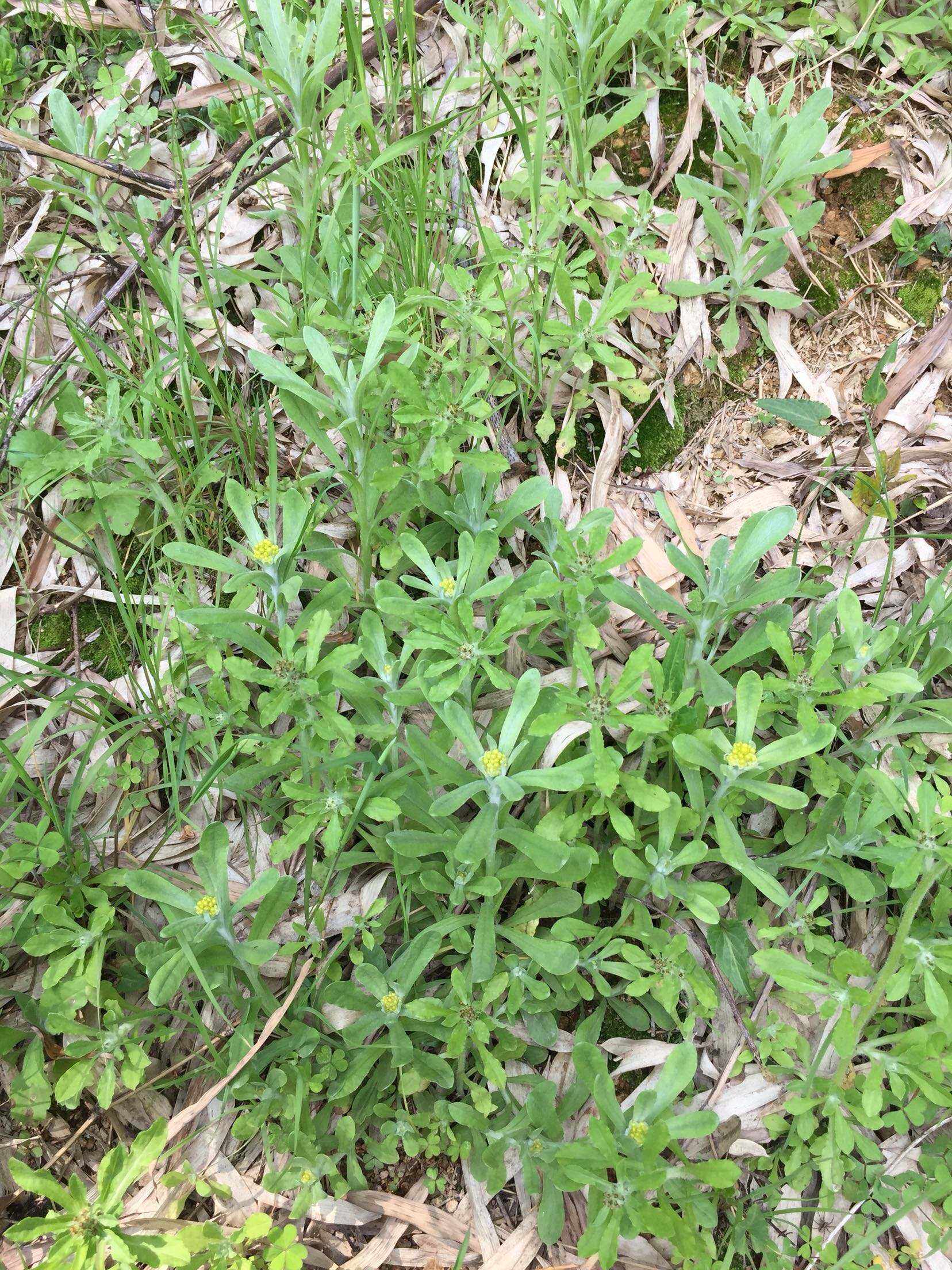 现采新鲜野生 鼠曲草 田艾草 湛江田艾 新鲜250g