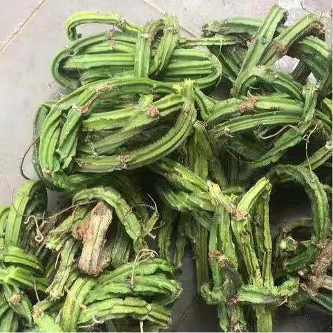 新鲜现采 六方藤 松筋藤 新鲜500G