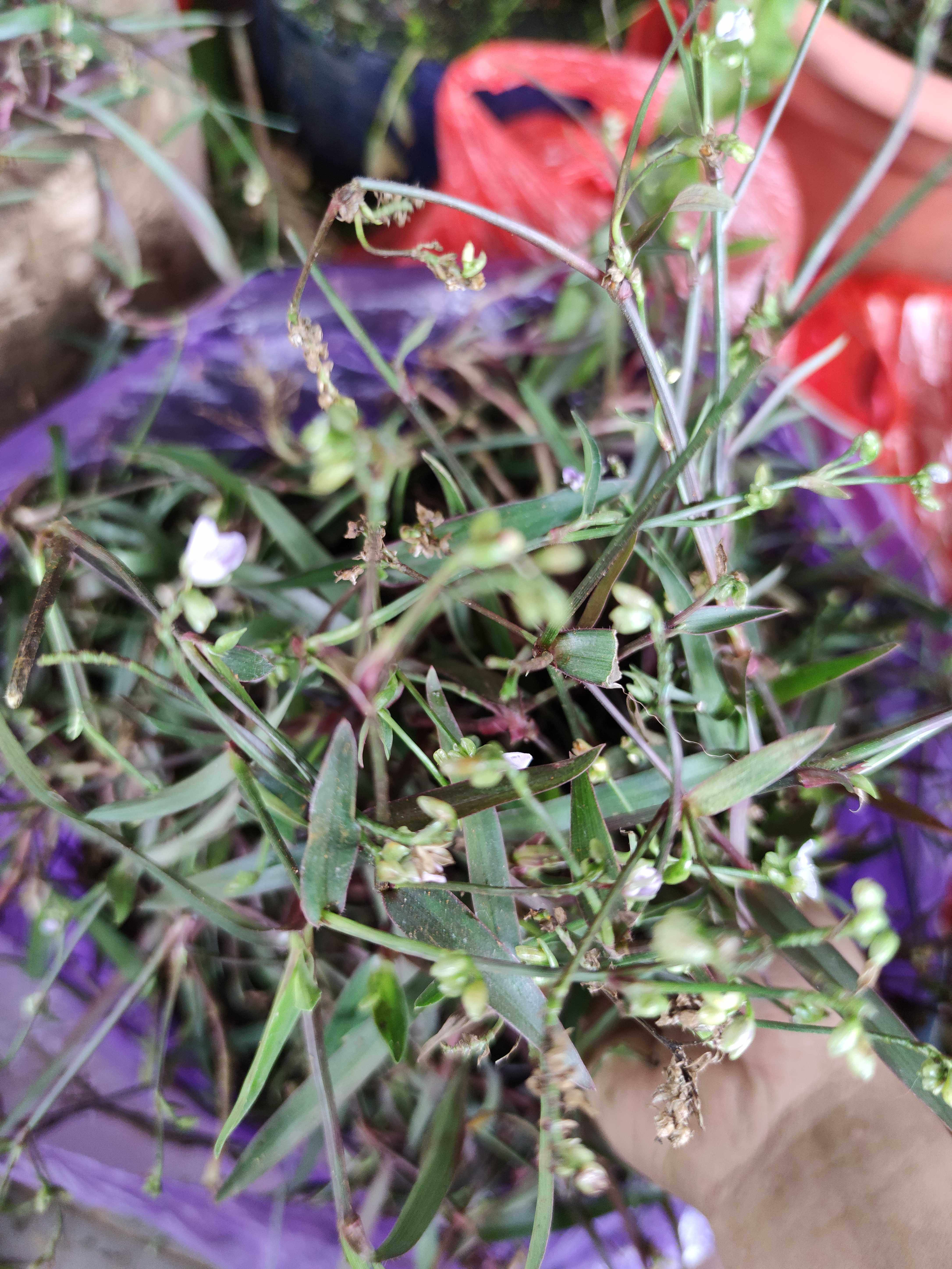 新鲜现采红痰火草 红叶围夹草 水竹叶 红玻璃草 500克