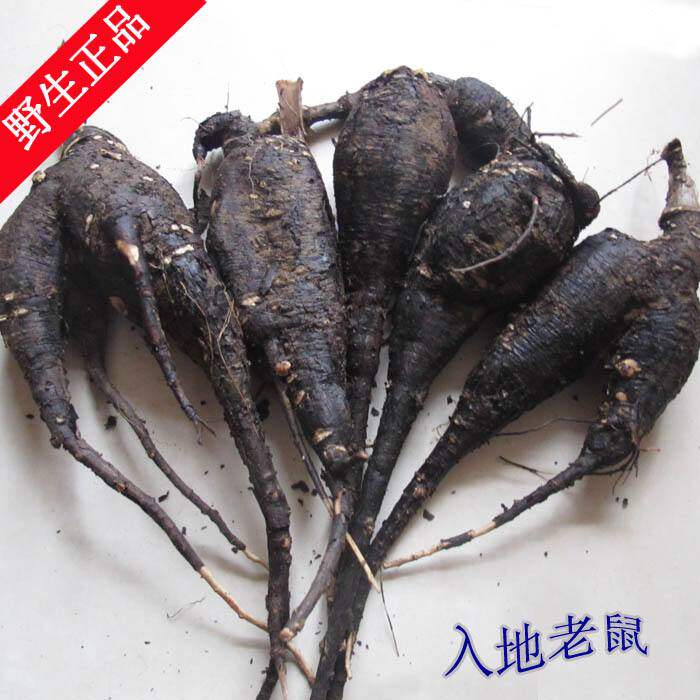 新鲜现采 入地老鼠 粉果根 胭脂花 紫茉莉 500克