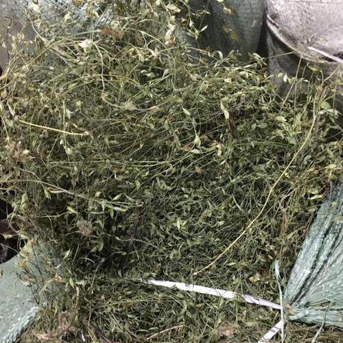 干货自晒 丁葵草 人字草 二叶人字草 铺地锦 500克